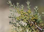 Vidriera (Suaeda divaricata)