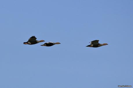 Cauquén colorado (Chloephaga rubidiceps)