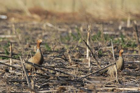 Cauquén colorado (Chloephaga rubidiceps)