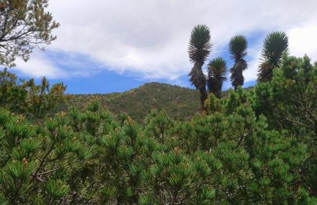 A consulta pública declaratoria de área protegida para Sierra de San Miguelito