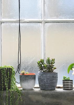 Plantas en el alfeizar de una ventana