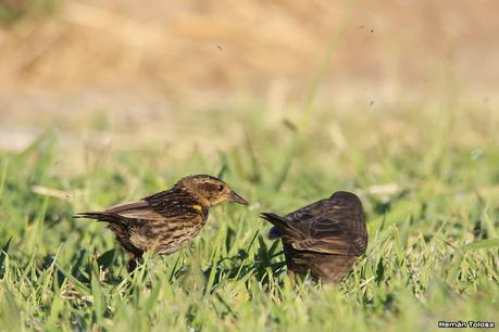 Hembra de varillero ala amarilla alimentando a hijo parásito