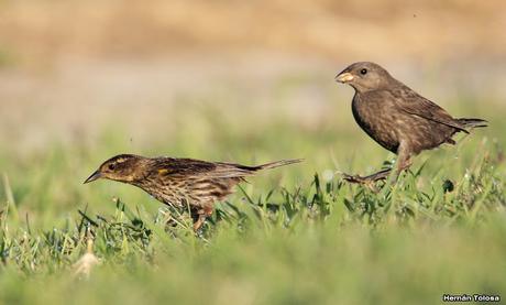 Hembra de varillero ala amarilla alimentando a hijo parásito