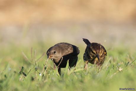 Hembra de varillero ala amarilla alimentando a hijo parásito