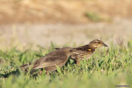 Hembra de varillero ala amarilla alimentando a hijo parásito