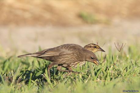 Hembra de varillero ala amarilla alimentando a hijo parásito