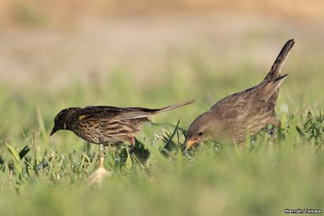 Hembra de varillero ala amarilla alimentando a hijo parásito