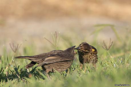 Hembra de varillero ala amarilla alimentando a hijo parásito