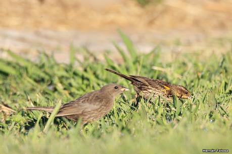 Hembra de varillero ala amarilla alimentando a hijo parásito