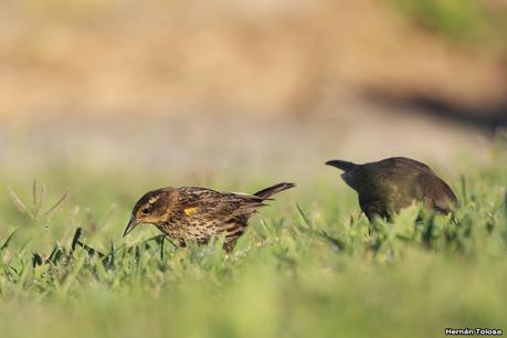 Hembra de varillero ala amarilla alimentando a hijo parásito
