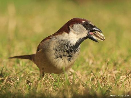 Gorrión (Passer domesticus)