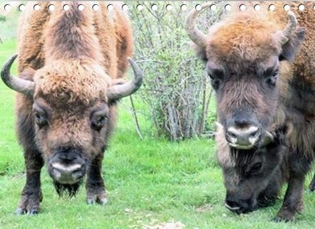 Centro de Interpretación del Bisonte Europeo