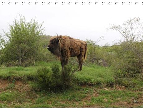 Centro de Interpretación del Bisonte Europeo