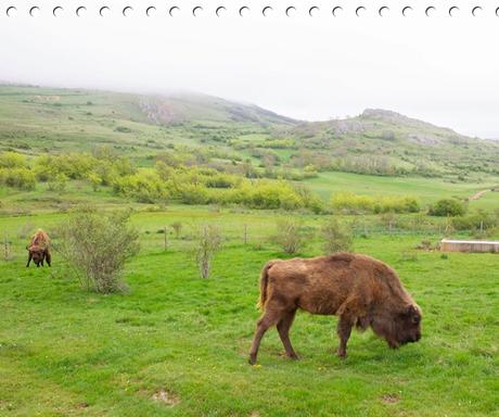 Centro de Interpretación del Bisonte Europeo