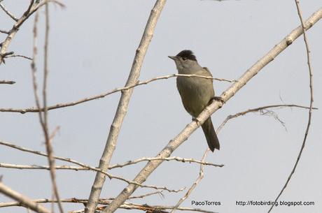 ♂  y ♀ de Curruca Capirotada