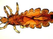 dónde vienen piojos?