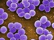 toxina bacteriana α-Hemolisina tiene efectos Antiinflamatorios