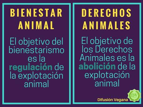 Cámaras en los mataderos, vendas en las conciencias Cámaras en los mataderos, vendas en las conciencias