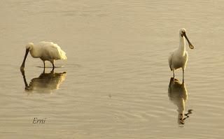 BANDOS DE PATOS