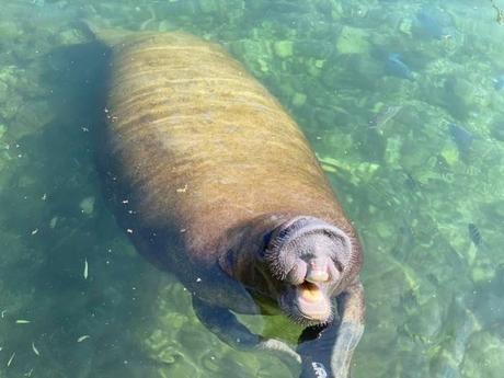 Delfines y manatíes en la Riviera Maya