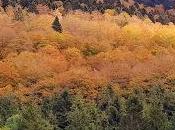 silencio bosque otoñal