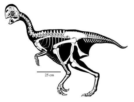 Nuevo oviraptórido que se creía un T. rex