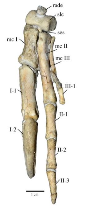 Nuevo oviraptórido que se creía un T. rex