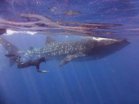 Trabajar como instructor de buceo. Cómo conseguirlo Trabajar como instructor de buceo. Cómo conseguirlo