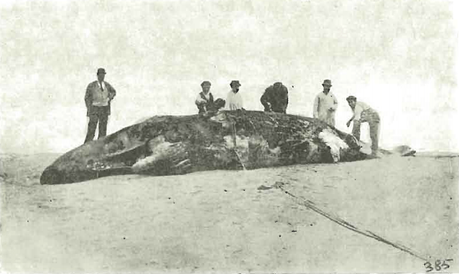 1890: delfín en El Sardinero