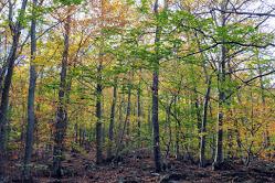 Escapada a Santa Fe del Montseny