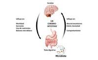 ¿Cómo el sistema nervioso intestinal afecta el metabolismo de la glucosa? ¿Cómo el sistema nervioso intestinal afecta el metabolismo de la glucosa?
