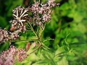 ¿Mariposa cebra?