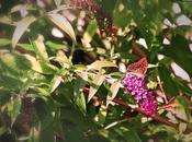 Mariposa perfumándose