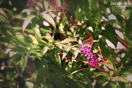 Mariposa perfumándose - Fotografía