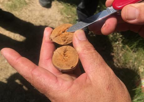 Senderismo y etnobotánica: Las agallas del roble valenciano.