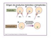 Clase Alteraciones cromosómicas