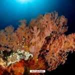 Cuaderno de bitácora día 5: Buceando en Amed