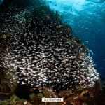 Cuaderno de bitácora día 5: Buceando en Amed