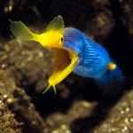 Cuaderno de bitácora día 5: Buceando en Amed