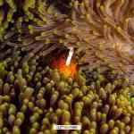 Cuaderno de bitácora día 5: Buceando en Amed