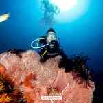 Cuaderno de bitácora día 5: Buceando en Amed