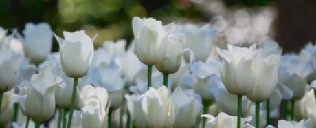 Por qué plantar tulipanes en tu jardín 2