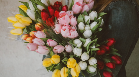 Por qué plantar tulipanes en tu jardín