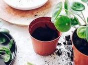 planta tendencia...