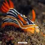 Cuaderno de bitácora día 4: Buceando en Padang Bay Cuaderno de bitácora día 4: Buceando en Padang Bay