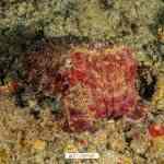 Cuaderno de bitácora día 4: Buceando en Padang Bay Cuaderno de bitácora día 4: Buceando en Padang Bay