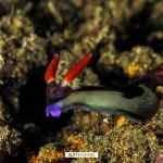 Cuaderno de bitácora día 4: Buceando en Padang Bay Cuaderno de bitácora día 4: Buceando en Padang Bay