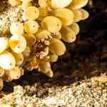 Cuaderno de bitácora día 4: Buceando en Padang Bay Cuaderno de bitácora día 4: Buceando en Padang Bay