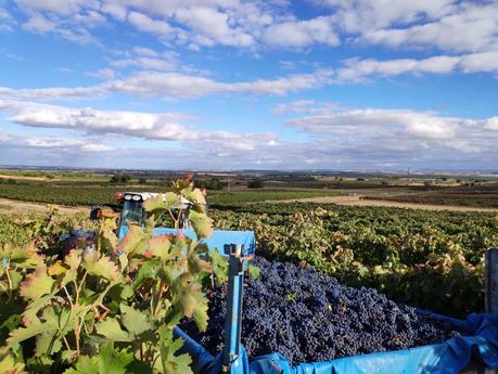 Termina en Bodegas Vilano una de las vendimias más excepcionales de los últimos tiempos Termina en Bodegas Vilano una de las vendimias más excepcionales de los últimos tiempos
