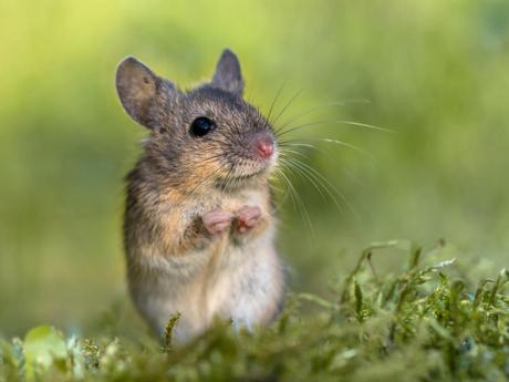¿Quieres saber más sobre los ratones?